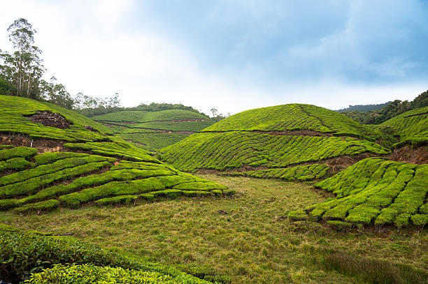 Cultivating Your Garden with Homemade Fertilizer